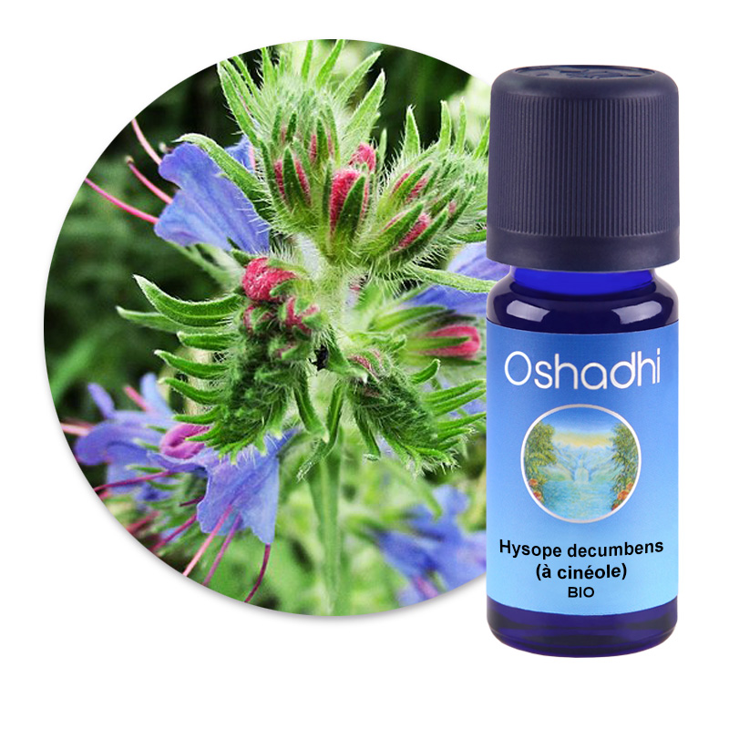 Hysope decumbens (à cinéole) [3051]