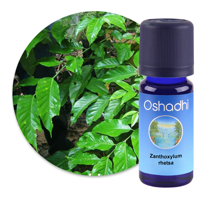 Zanthoxylum rhetsa [3075]