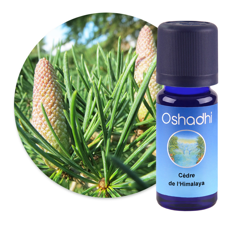 Cèdre de l'Himalaya [3096]