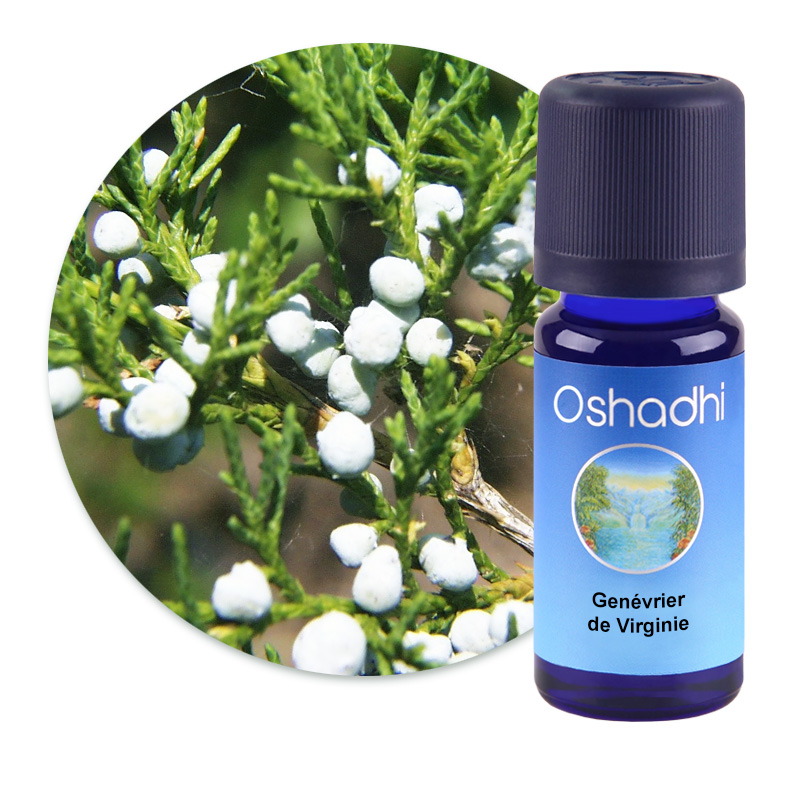 Genévrier de Virginie [3105]