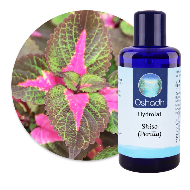 Shiso (Perilla) [5229]