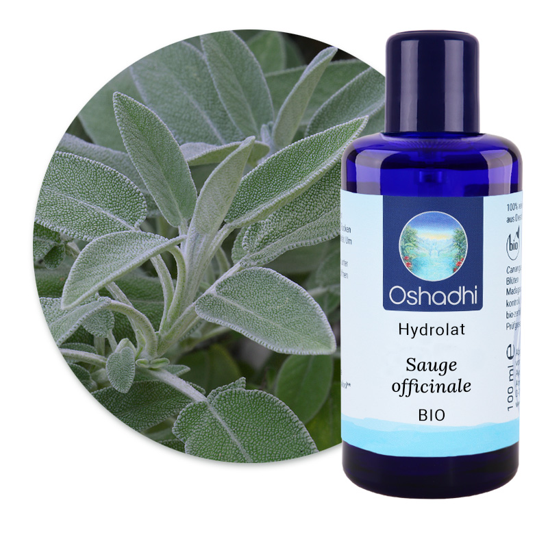 Sauge officinale [5240]