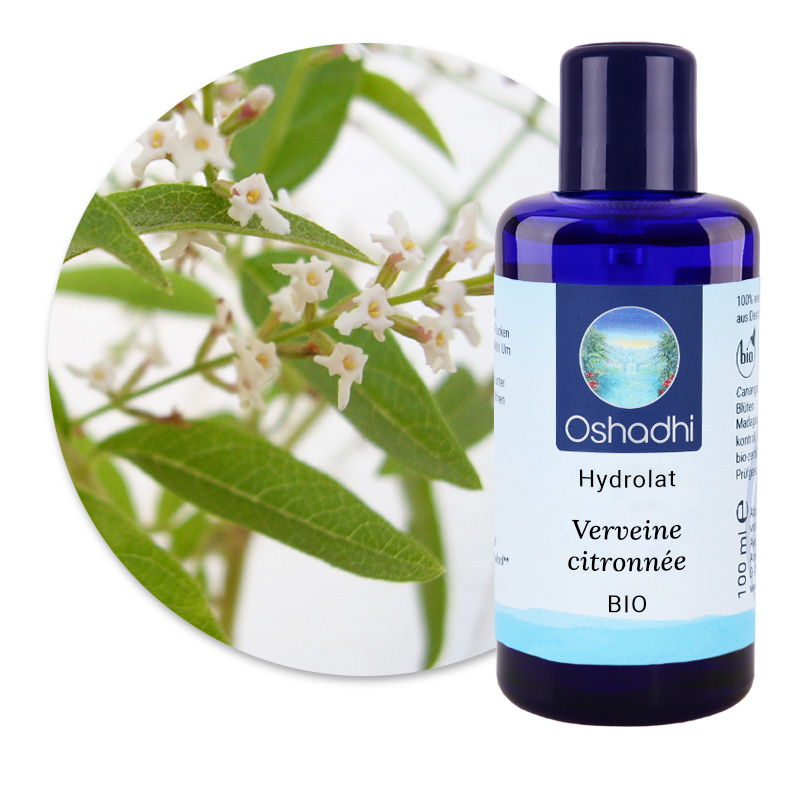 Verveine citronnée [5245]