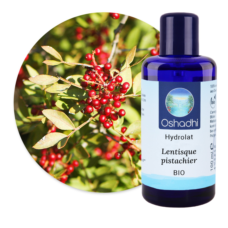 Lentisque pistachier [5248]