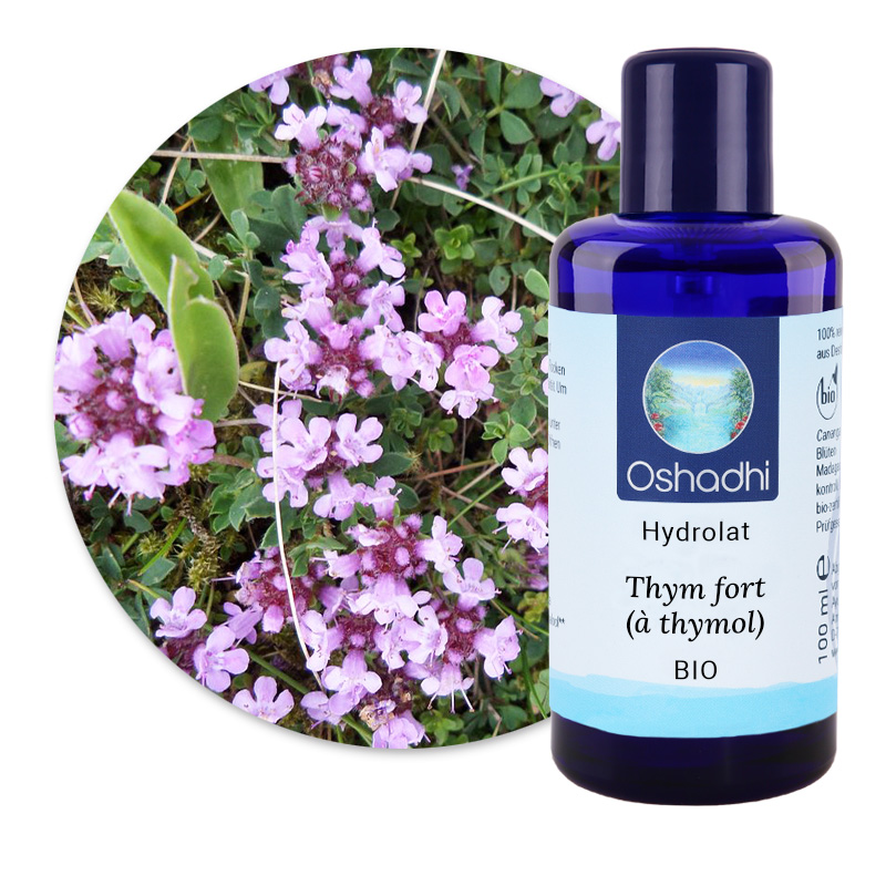 Thym fort (à thymol) [5250]