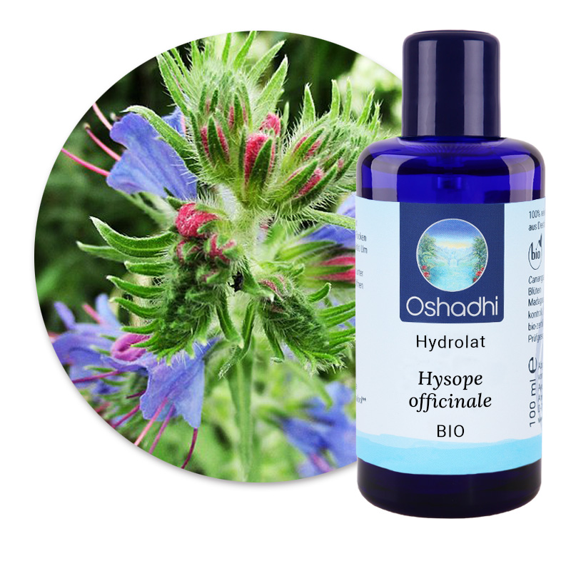 Hysope officinale [5271]
